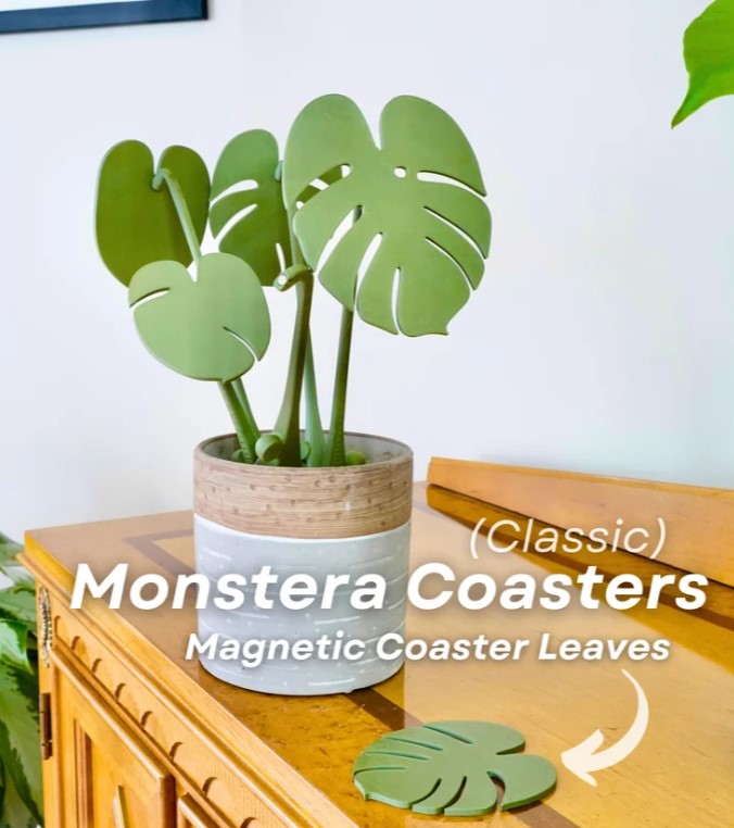 A potted monstera plant with large, magnetic coaster leaves sits on a wooden surface, accompanied by a caption describing the plant as a "Classic" monstera coaster leaf.